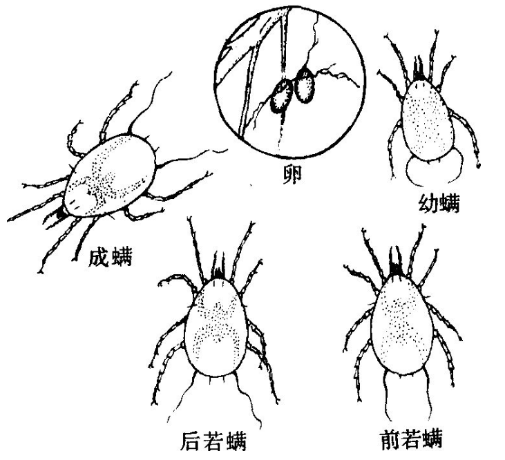 螨2