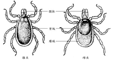 螨4