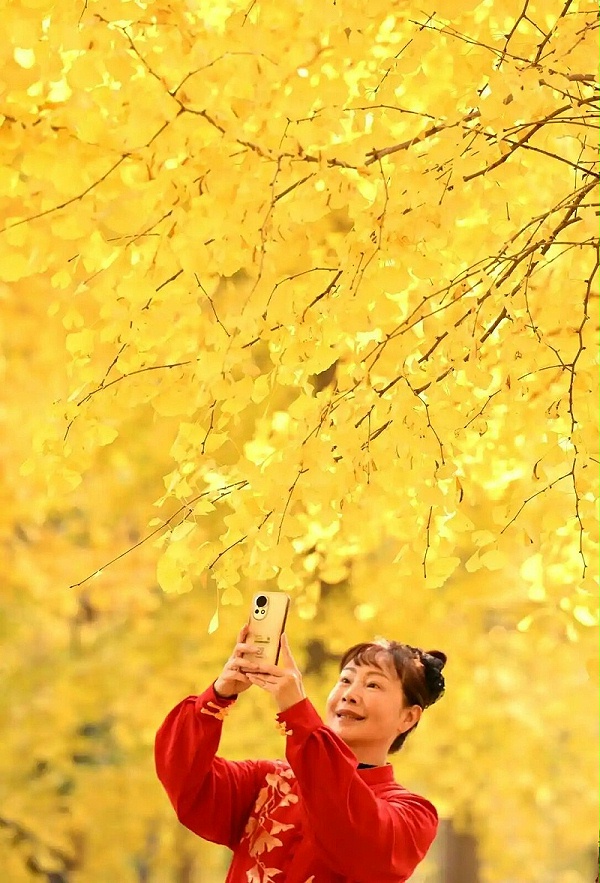 玉龙环保：晨练的女士在位于石家庄市的河北经贸大学院内的银杏林中拍照