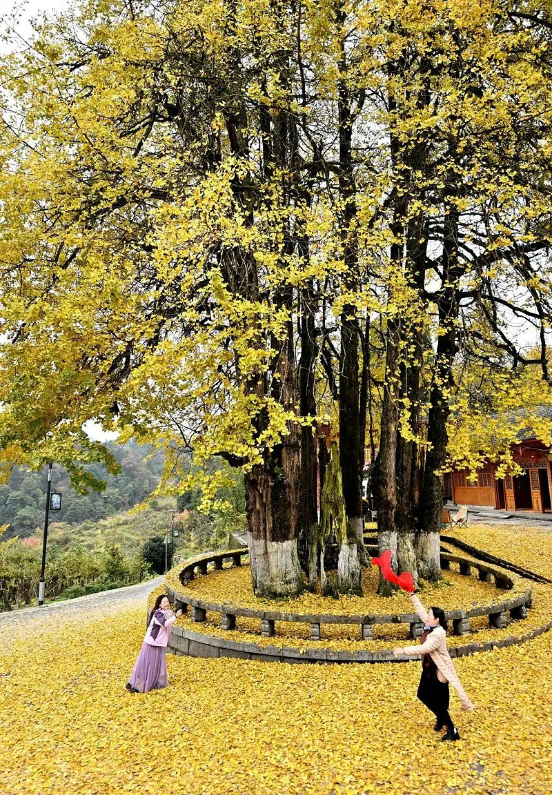 玉龙环保：游客在湖北省恩施土家族苗族自治州宣恩县珠山镇东门关村的古银杏树下游玩