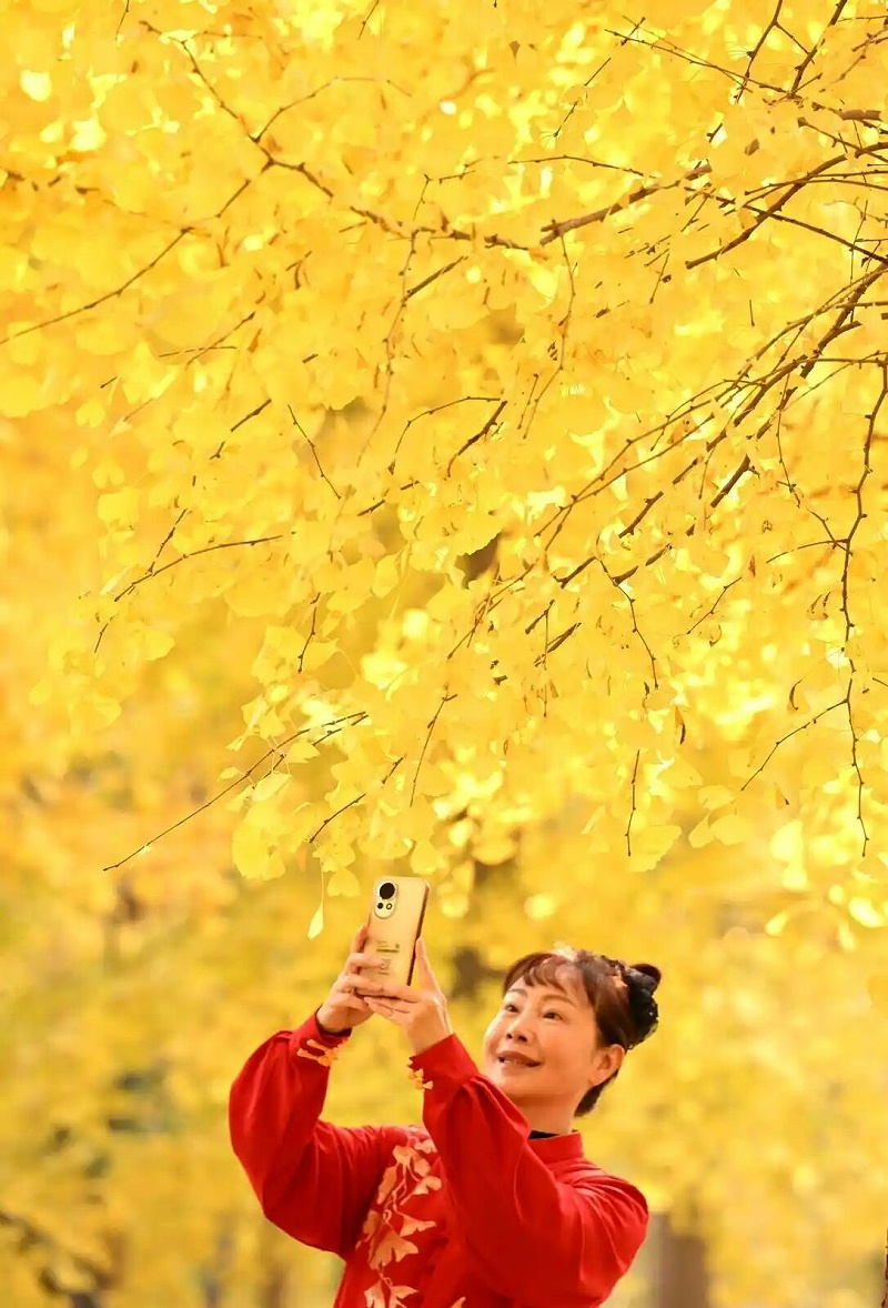 玉龙环保：晨练的女士在位于石家庄市的河北经贸大学院内的银杏林中拍照